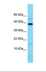 Western blot of Human 721_B. MRPL14 antibody dilution 1.0 ug/ml.