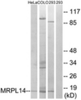 Western blot of extracts from 293/HeLa/COLO cells, using MRPL14 Antibody. The lane on the right is treated with the synthesized peptide.