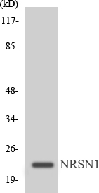 Western blot of the lysates from Jurkat cells using MRPL22 antibody.