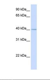 Fetal heart lysate. Antibody concentration: 1.0 ug/ml. Gel concentration: 12%.