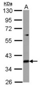 Sample (30 ug of whole cell lysate) A: 293T 10% SDS PAGE MRPL39 antibody diluted at 1:3000