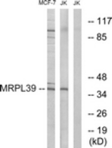 Western blot of extracts from Jurkat/MCF-7 cells, using MRPL39 Antibody. The lane on the right is treated with the synthesized peptide.