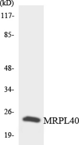 Western blot of the lysates from Jurkat cells using MRPL40 antibody.