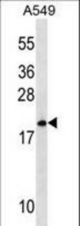 MRPL40 Antibody western blot of A549 cell line lysates (35 ug/lane). The MRPL40 antibody detected the MRPL40 protein (arrow).