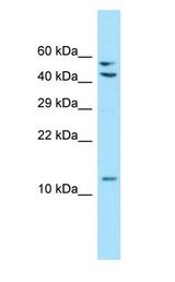 MRPL41 / PIG3 / BMRP antibody Western Blot of 293T.
