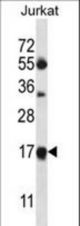 MRPL41 Antibody western blot of Jurkat cell line lysates (35 ug/lane). The MRPL41 antibody detected the MRPL41 protein (arrow).
