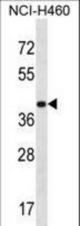 MRPS9 Antibody western blot of NCI-H460 cell line lysates (35 ug/lane). The MRPS9 antibody detected the MRPS9 protein (arrow).
