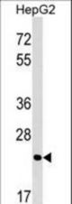 MRTO4 Antibody western blot of HepG2 cell line lysates (35 ug/lane). The MRTO4 antibody detected the MRTO4 protein (arrow).