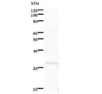 Western blot analysis of immunized recombinant protein, using anti-C1orf33 monoclonal antibody.