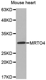 Western blot analysis of extracts of Mouse heart cell line, using MRTO4 antibody.