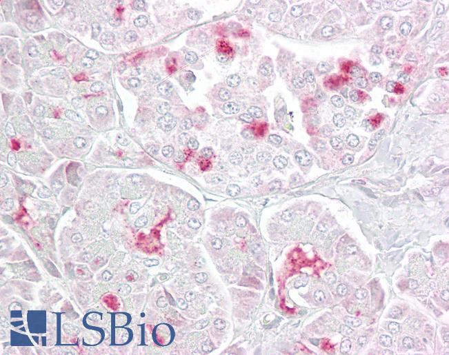 Anti-MTR antibody IHC of human pancreas. Immunohistochemistry of formalin-fixed, paraffin-embedded tissue after heat-induced antigen retrieval. Antibody LS-B6882 concentration 5 ug/ml.