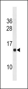 MS4A13 Antibody western blot of mouse liver tissue lysates (35 ug/lane). The MS4A13 antibody detected the MS4A13 protein (arrow).