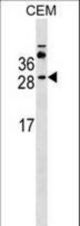 MS4A3 Antibody western blot of CEM cell line lysates (35 ug/lane). The MS4A3 antibody detected the MS4A3 protein (arrow).