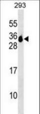 MS4A6A Antibody western blot of 293 cell line lysates (35 ug/lane). The MS4A6A antibody detected the MS4A6A protein (arrow).