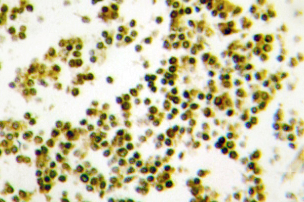 IHC of Musculin (R167) pAb in paraffin-embedded human lymph node tissue.