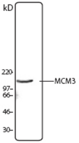 Hela cell nuclear extract was resolved by electrophoresis, transferred to nitrocellulose and probed with rabbit anti-MCM3 antibody. Proteins were visualized using a donkey anti-rabbit secondary antibody conjugated to HRP and a chemiluminescence system.
