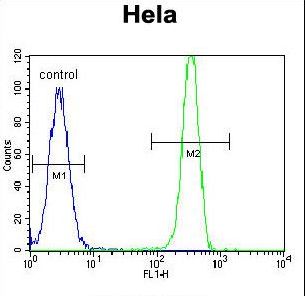 MSH2 Antibody flow cytometry of HeLa cells (right histogram) compared to a negative control cell (left histogram). FITC-conjugated goat-anti-rabbit secondary antibodies were used for the analysis.