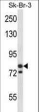 MCM3 Antibody western blot of SK-BR-3 cell line lysates (35 ug/lane). The MCM3 antibody detected the MCM3 protein (arrow).