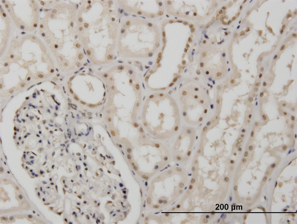 Immunoperoxidase of monoclonal antibody to MSI1 on formalin-fixed paraffin-embedded human kidney (antibody concentration 3 ug/ml).