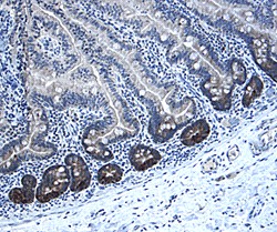 Musashi-1 in Human Intestine. Musashi-1 was detected in immersion fixed paraffin-embedded sections of human intestine using 1 ug/ml Human Musashi-1 Antigen Affinity-purified Polyclonal Antibody overnight at 4°C. Tissue was stained with Anti-Goat HRP-DAB (brown) and counterstained with hematoxylin (blue). Specific labeling was localized to the cytoplasm of epithelial cells in intestinal glands.