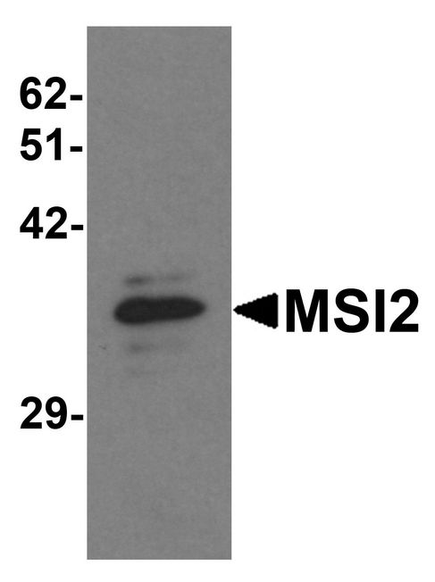 Western blot analysis of MSI2 in EL4 cell lysate with MSI2 antibody at 1 ug/ml.