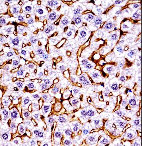 Mouse Mst1r Antibody immunohistochemistry of formalin-fixed and paraffin-embedded mouse live tissue followed by peroxidase-conjugated secondary antibody and DAB staining.