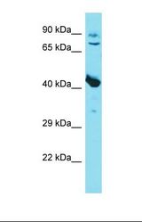 Western blot of Mouse Brain. Mstn antibody dilution 1.0 ug/ml.