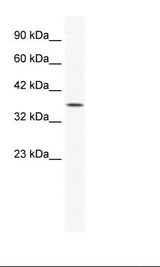 HepG2 Cell Lysate