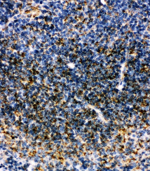 MTCO1 antibody IHC-paraffin: Mouse Spleen Tissue.