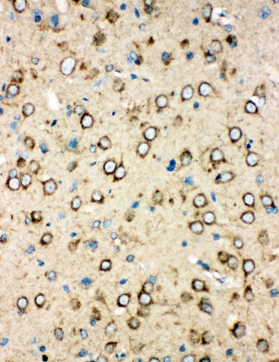 MTCO1 antibody IHC-paraffin: Rat Brain Tissue.