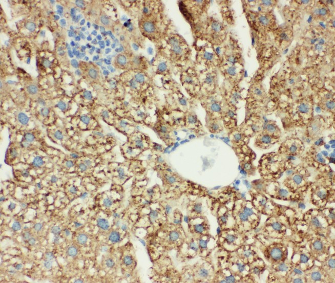 MTCO1 antibody IHC-paraffin: Mouse Liver Tissue.