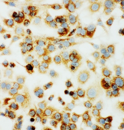 MTCO1 antibody ICC: HEPA Cell.