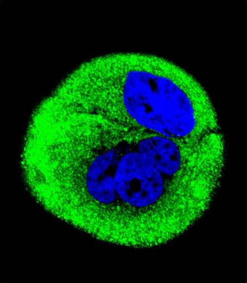 Confocal immunofluorescent of COXI Antibody with MCF-7 cell followed by Alexa Fluor 488-conjugated goat anti-rabbit lgG (green). DAPI was used to stain the cell nuclear (blue).