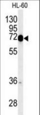 Western blot of COXI Antibody in HL-60 cell line lysates (35 ug/lane). COXI (arrow) was detected using the purified antibody.