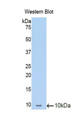 Western blot of recombinant MT1A.