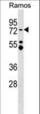 MTA3 Antibody western blot of Ramos cell line lysates (35 ug/lane). The MTA3 antibody detected the MTA3 protein (arrow).