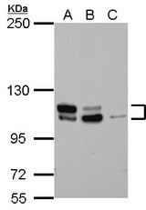 Sample (30 ug of whole cell lysate) A: Jurkat B: THP-1 C: HL-60 5% SDS PAGE MTBP antibody diluted at 1:1000