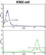 Flow cytometric of K562 cells using MTBP Antibody (bottom histogram) compared to a negative control cell (top histogram)FITC-conjugated goat-anti-rabbit secondary antibodies were used for the analysis.