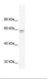 HepG2 Cell Lysate