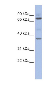 MTF2 antibody LS-C109890 Western blot of THP-1 cell lysate.