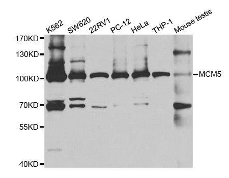 Western blot analysis of extracts of various cell lines, using MCM5 antibody.