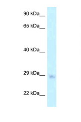 MTG1 antibody LS-C145784 Western blot of HepG2 Cell lysate. Antibody concentration 1 ug/ml.