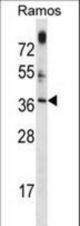 MTG1 Antibody western blot of Ramos cell line lysates (35 ug/lane). The MTG1 antibody detected the MTG1 protein (arrow).