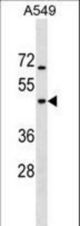 GTPBP5 Antibody western blot of A549 cell line lysates (35 ug/lane). The GTPBP5 antibody detected the GTPBP5 protein (arrow).