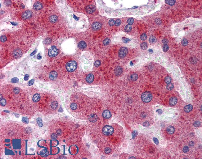 Anti-MTHFD1 antibody IHC of human liver. Immunohistochemistry of formalin-fixed, paraffin-embedded tissue after heat-induced antigen retrieval. Antibody LS-B5793 concentration 5 ug/ml.