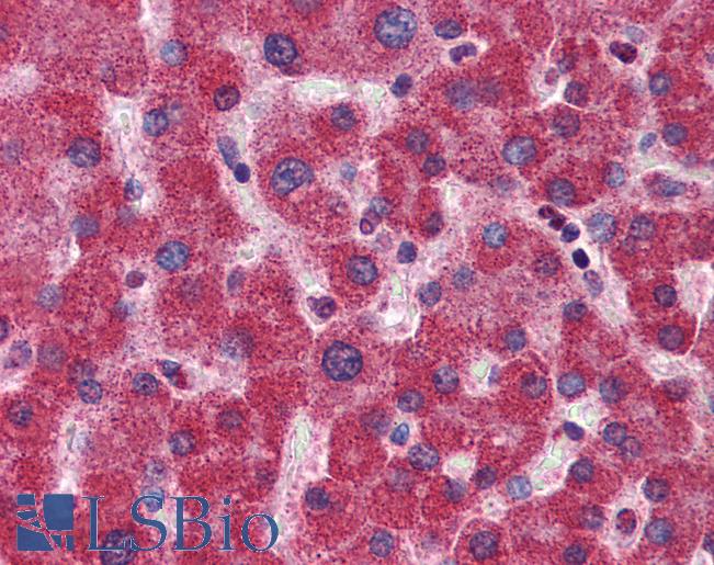 Anti-MTHFD1 antibody IHC of human liver. Immunohistochemistry of formalin-fixed, paraffin-embedded tissue after heat-induced antigen retrieval. Antibody LS-B5794 concentration 5 ug/ml.
