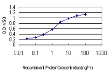Detection limit for recombinant GST tagged MTHFR is approximately 0.03 ng/ml as a capture antibody.