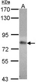 Sample (30 ug of whole cell lysate). A:293T. 7.5% SDS PAGE. MTHFR antibody diluted at 1:1000.