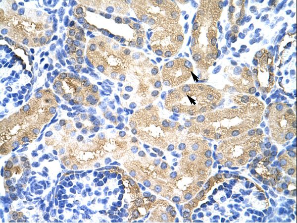 MTHFSD antibody LS-C30884 was used in IHC to stain formalin-fixed, paraffin-embedded human kidney.
