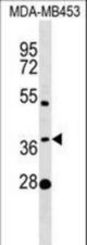MTHFSD Antibody western blot of MDA-MB453 cell line lysates (35 ug/lane). The MTHFSD antibody detected the MTHFSD protein (arrow).